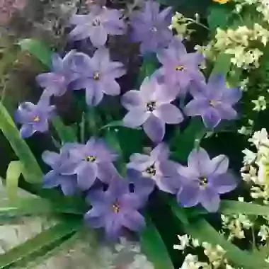 Uniflorum Wisley Blue
